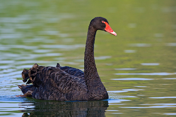Black Swan   "Cygnus atratus