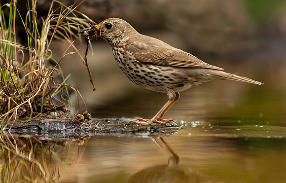 Song Thrush collecting nesting material 19=50 267=317-Edit