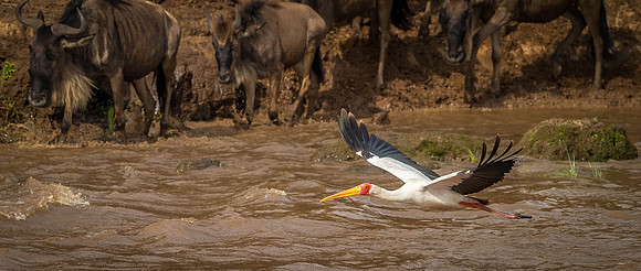 _D9R2885... Yellow-billed Stork.." Mycteria ibis".. Masai Mara Kenya.