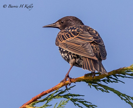 _13A0700.....Starling.... (Sturnus vulgaris)..