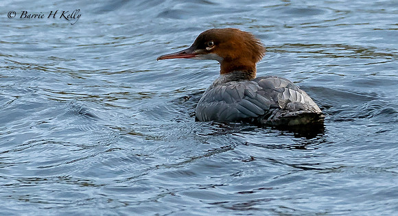 _J9A2382Great Crested Grebes...Podiceps...cristatus