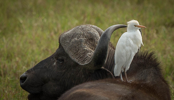 _D9R3959 ...African Buffalo..."Syncerus caffer"... Catle Egret.."Bubulcus ibis" Masai Mara Kenya.