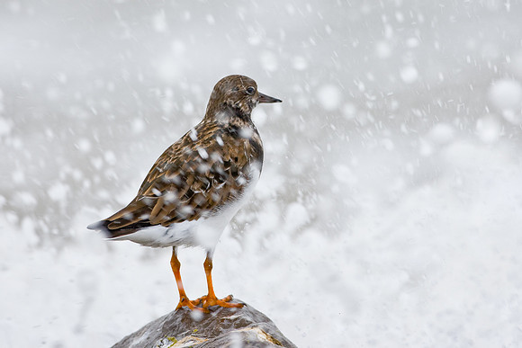 Turnstone in sea spray  .... "Arenaria interpres"