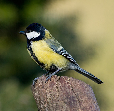 Great tit on tree stump...."Parus major"