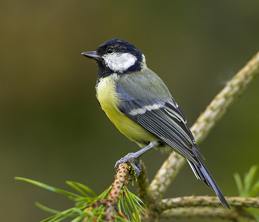 Great tit on branch...."Parus major"