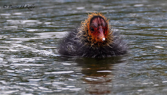 _13A1128....Coot...Fulica...Atra...