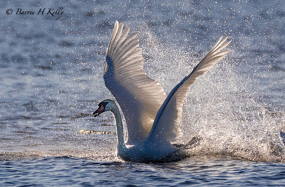 _J9A3819.....Mute Swan...Cygnus...Olor...