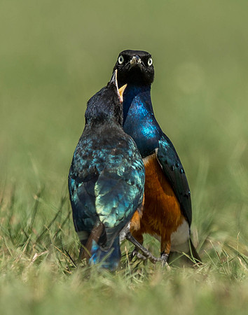 _D9R9386... Superb Starling..."Lamprotornis superbus".. Masai Mara Kenya.
