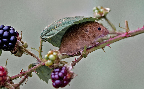Harvest Mouse ...   ... "Micromys minutus" on blackberry bush.