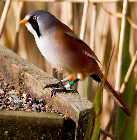 Bearded Tit ...  "Panurus biarmicus"