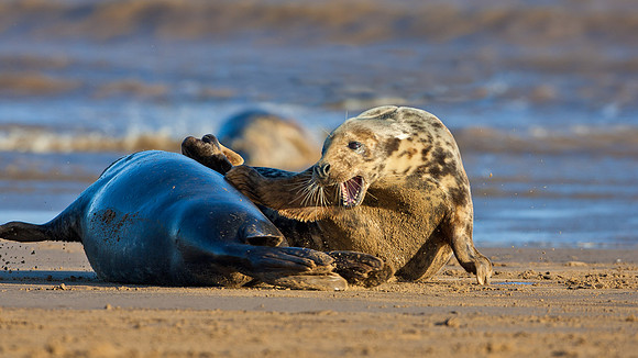 Atlantic Grey Seals  .."Halichoerus grypus" Donna Nook