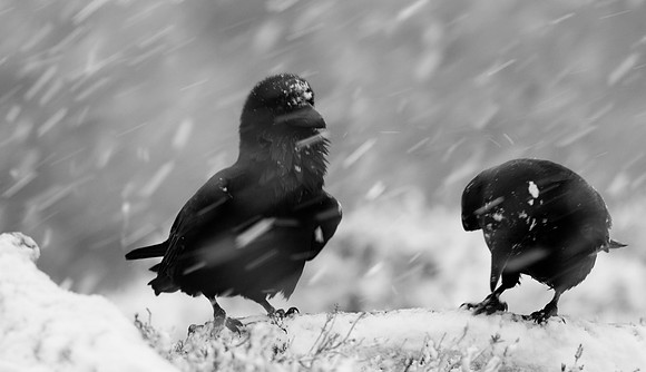 Ravens feeding in blizzard conditions.