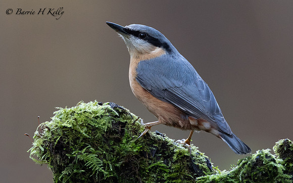 _13A2728......Nuthatch...Sitta..europaea..
