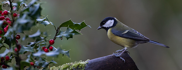 _13A2701-...Great Tit...Parus..Major...