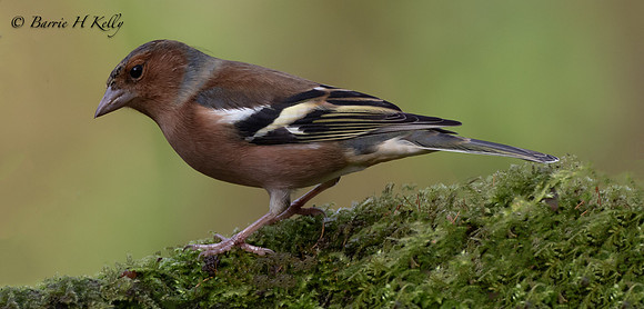 _13A2770....Chaffinch..Fringilla...Coelebs