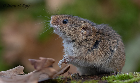 _J9A5595....Bank Vole..Myodes glareolus