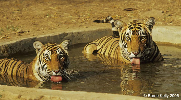 Bengal Tigers cooling off.. Ranthambhore National Park  India.