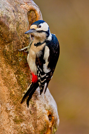 Male Great Spotted Woodpecker  .... "Dendrocopos major"