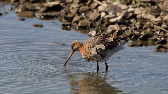 Black-Tailed Godwit ..." Limosa limosa"