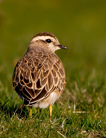 Dotterel    ..... "Charadrius morinellus"