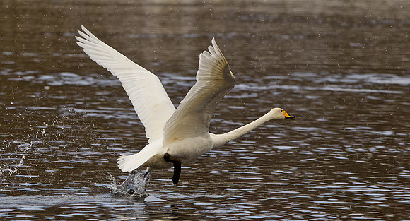 Whooper Swan...Norway