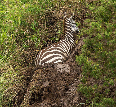 _D9R3517... Burchell's  Zebra ..."Equus quagga" Masai Mara Kenya.