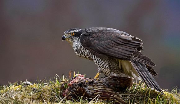 Goshawk on prey