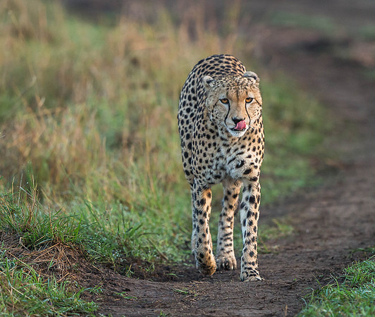 _D9R7708... Cheetah ..." "Acinonyx jubatus".. Male .. Masai Mara Kenya.