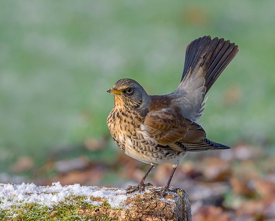 _11R0977-Edit