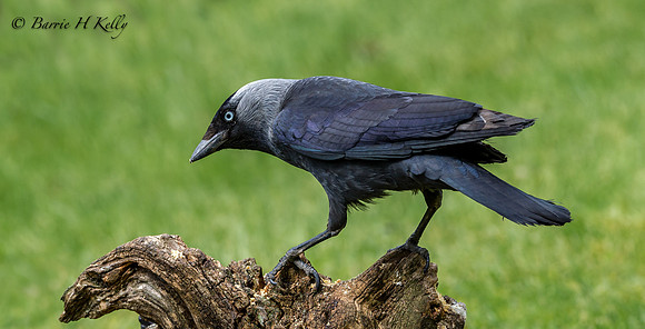 _S0G1000...Jackdaw..Corvus monedula...