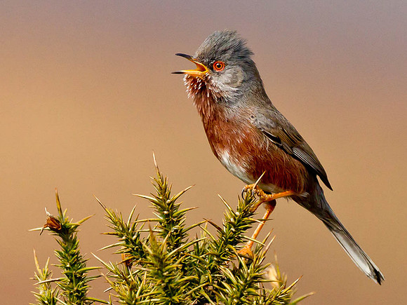 N1_Dartford Warbler calling