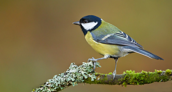 Great Tit ... " Parus major" ..In winter plumage"