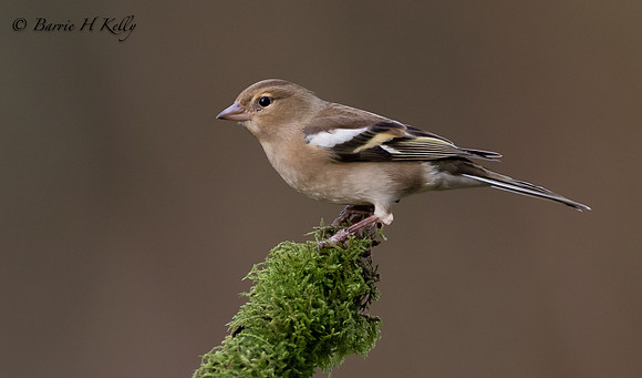 _J9A5725.. Chaffinch..fringilla coelebs...