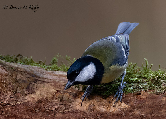 _J9A5779..Great Tit..Parus...Major...