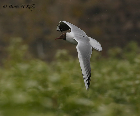 _J9A1159....Black headed gull...Chroicocephalus ridibund