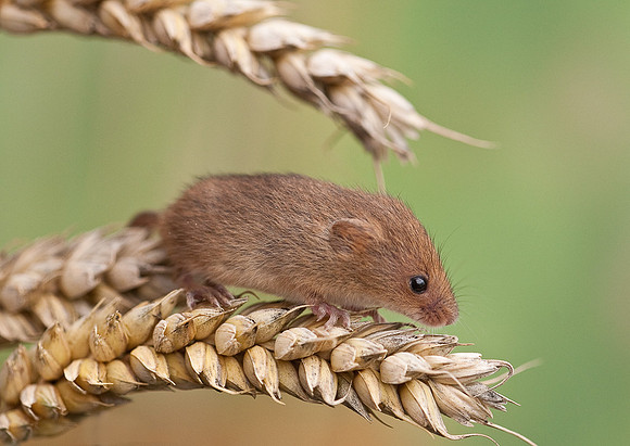 Harvest Mouse on cereal crop.. "Micromys minutus"