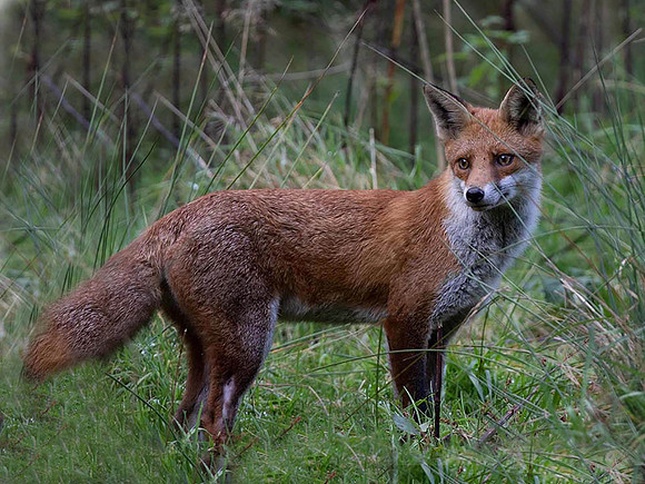 Barries fox.-Edit