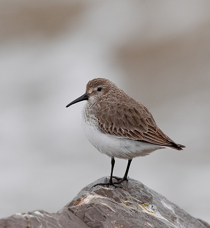 Dunlin .... "Calidris alpina"