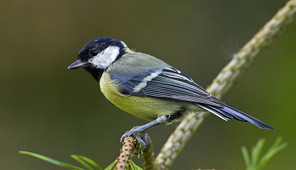 Great tit on branch ...."Parus major"