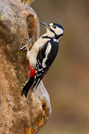 Male Great Spotted Woodpecker   .... "Dendrocopos major"