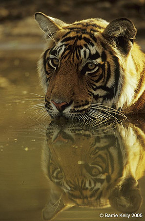 Bengal Tiger..portrait.. Ranthambhore National Park  India.