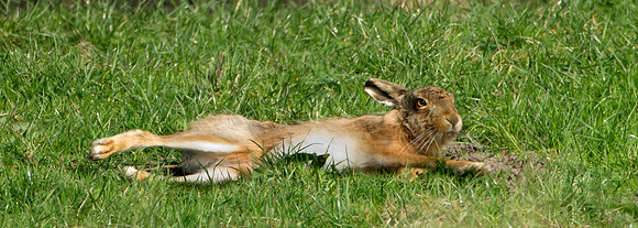 Brown Hare ....  "Lepus capensis"