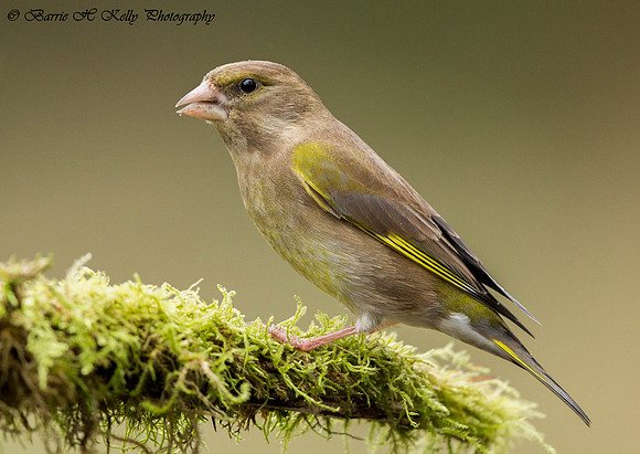 _J0A5786... .... Greenfinch ... "Carduelis Greenfinch " ...female.