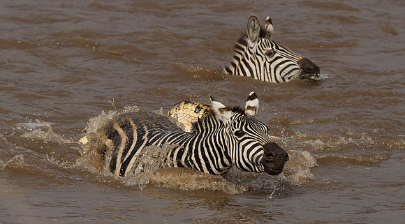 _D9R2665 ..Burchells  Zebras...."Equus quagga" Masai Mara Kenya.