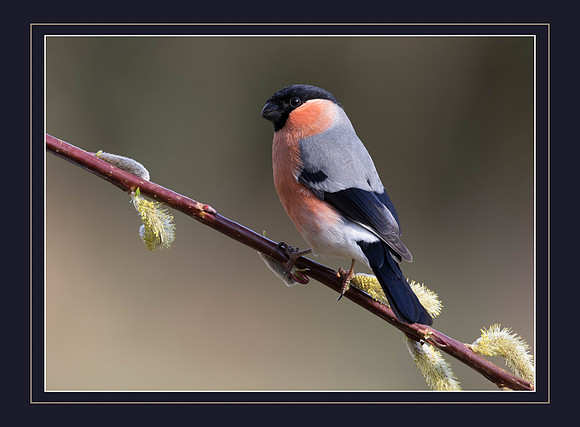 _J9A0190.tif Frame