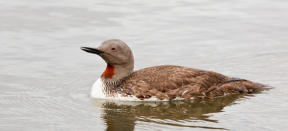 Red-throated Diver in summer plumage  ...."Gavia stellata"