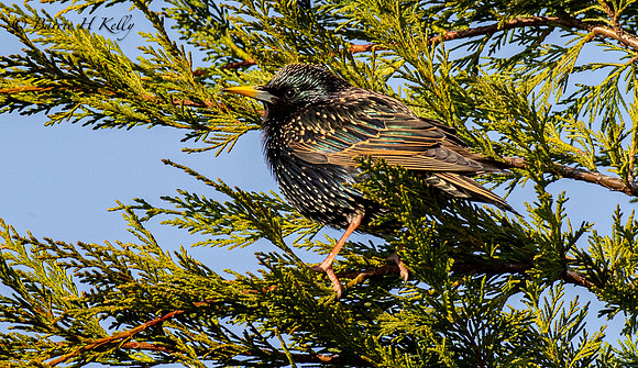 _J9A7498....Starling