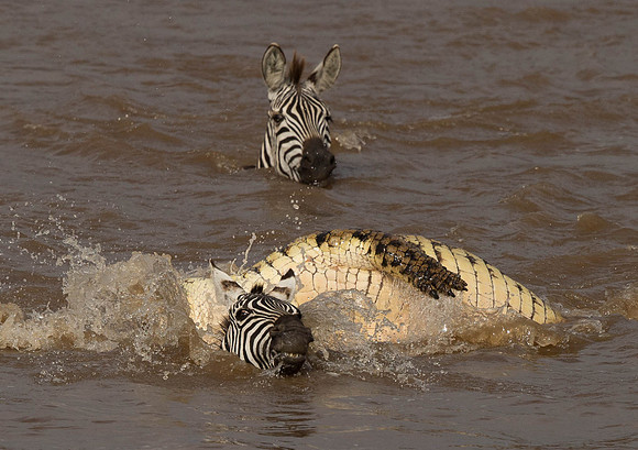 _D9R2659 ..Burchells  Zebras...."Equus quagga" Masai Mara Kenya.