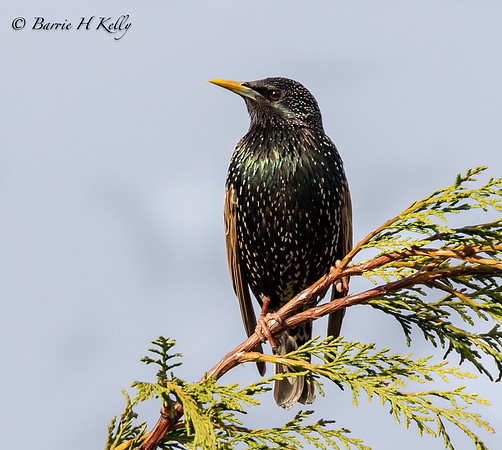 _J9A7817....Starling...