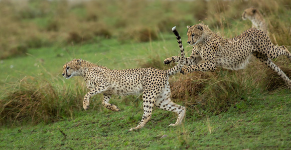 _J0A2519  Cheetah brothers... "Acinonyx jubatus"..Masai Mara Kenya.